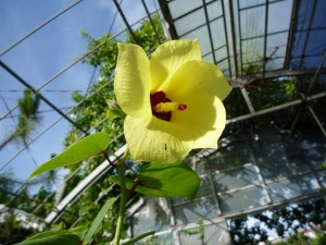 オオハマボウ亜種の花