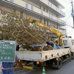 平成22年度那覇市街路樹補植工事　樹木搬入