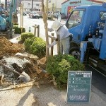 平成22年度那覇市街路樹補植工事　植付