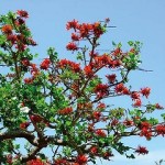 沖縄県の県花デイゴ