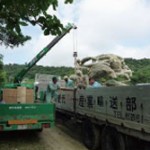 商品ディスプレイ用タコノキ出荷 トラックへ