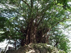 沖縄一！天然記念物・世名城のガジュマル