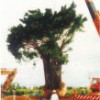 NHK大河ドラマ“琉球の風”植栽工事　巨大ガジュマルの移植