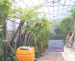 群馬昆虫の森生態温室造園、植栽工事・植栽材料養生・出荷 沖縄養生施設