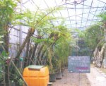 群馬昆虫の森生態温室造園、植栽工事・植栽材料養生・出荷　沖縄養生施設