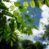 樹木／カリン（花梨）／インドシタン（印度紫檀）