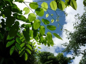 樹木／カリン（花梨）／インドシタン（印度紫檀）