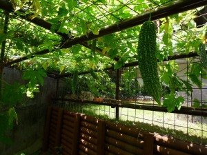 那覇市首里　N氏邸　ゴーヤ
