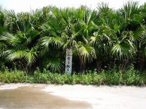 沖縄の珍風景〜ヤシの葉の受難〜ビロウ