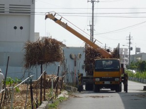 沖縄の珍風景〜サトウキビ積込中〜作業の様子