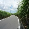 沖縄の風景〜サトウキビ畑〜