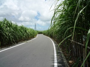 沖縄の風景〜サトウキビ畑〜