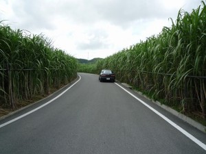 沖縄の風景〜サトウキビ畑〜
